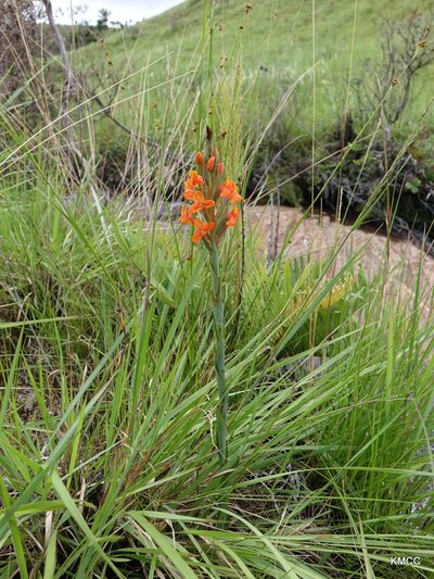 Disa incarnata, photographed by Romer N. Rabarijaona