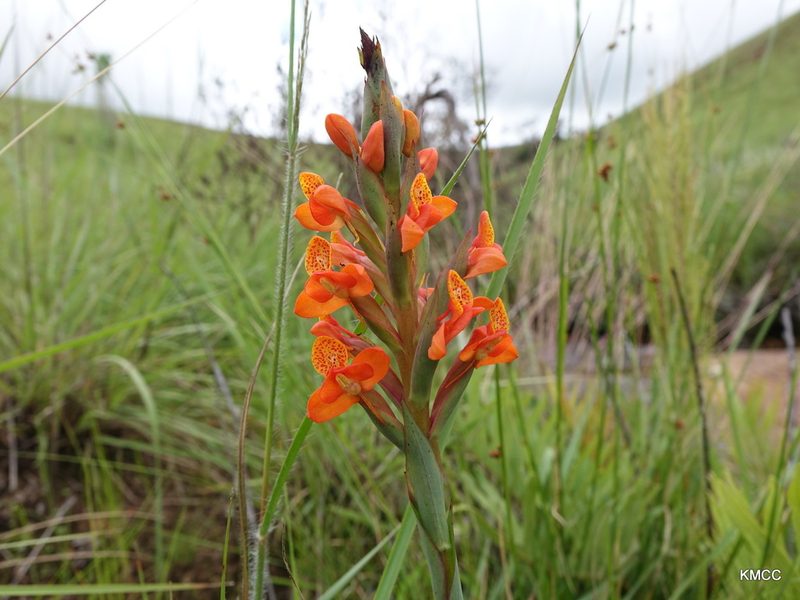 Disa incarnata, photographed by Romer N. Rabarijaona