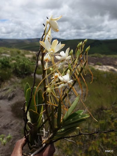 Aerangis ellisii, photographed by Romer N. Rabarijaona