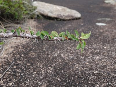Euphorbia milii, photographed by Romer N. Rabarijaona
