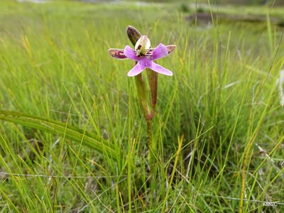 Cynorkis uniflora, photographed by Romer N. Rabarijaona