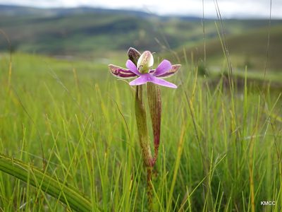 Cynorkis uniflora, photographed by Romer N. Rabarijaona