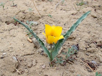 Tulipa borszczowii, photographed by Юрий Данилевский (Yuriy Danilevsky)