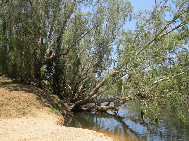 Melaleuca argentea, photographed by coenobita