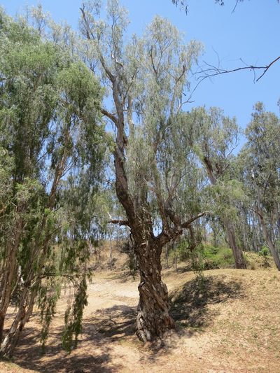 Melaleuca argentea, photographed by coenobita