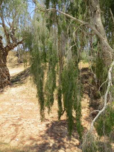 Melaleuca argentea, photographed by coenobita