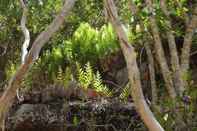 Drynaria quercifolia, photographed by coenobita