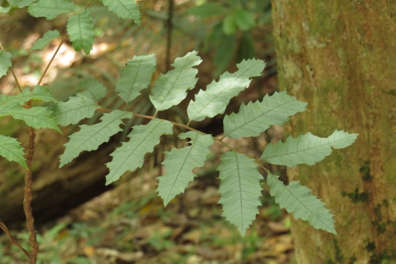 Cupaniopsis flagelliformis, photographed by coenobita