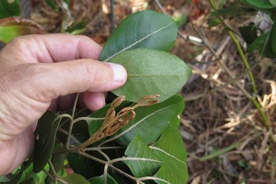 Aglaia elaeagnoidea, photographed by coenobita