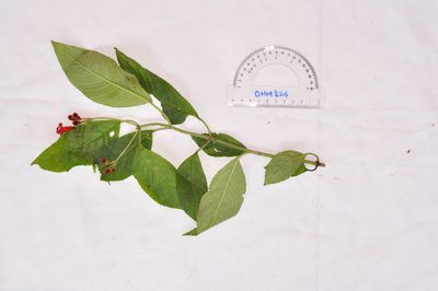 Kohleria inaequalis, photographed by Oscar Marín