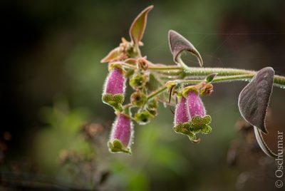 Kohleria warszewiczii, photographed by Oscar Marín