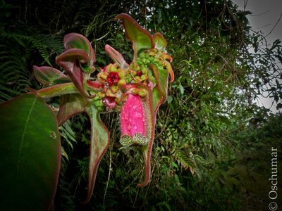 Kohleria warszewiczii, photographed by Oscar Marín