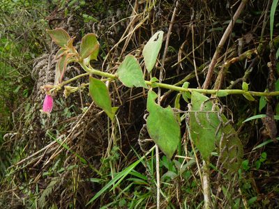 Kohleria warszewiczii, photographed by Oscar Marín