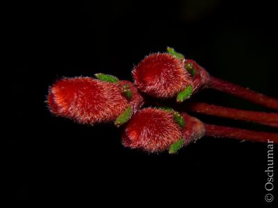 Kohleria trianae, photographed by Oscar Marín