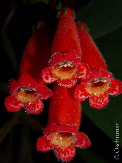Kohleria trianae, photographed by Oscar Marín
