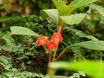 Kohleria trianae, photographed by Oscar Marín