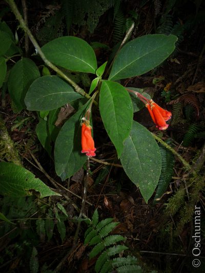 Kohleria trianae, photographed by Oscar Marín