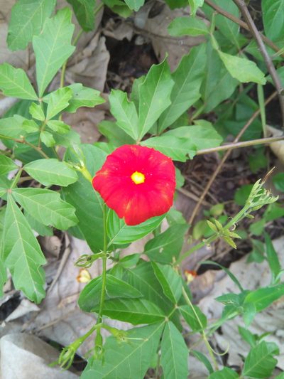 Mussaenda elegans, photographed by Sunday Berlioz KAKPO