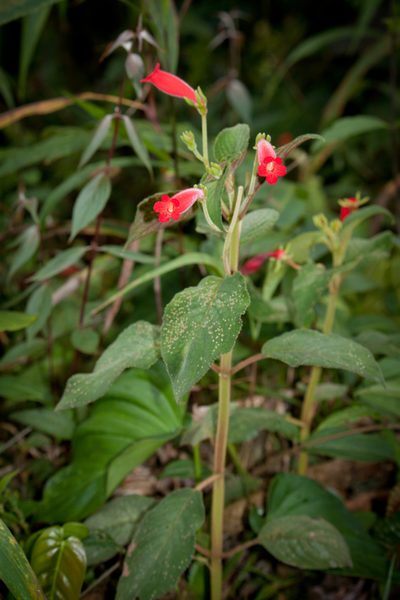 Kohleria inaequalis, photographed by Oscar Marín