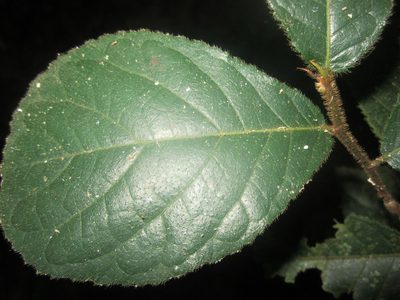 Antiaris toxicaria, photographed by Sunday Berlioz KAKPO