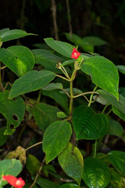 Kohleria inaequalis, photographed by Oscar Marín