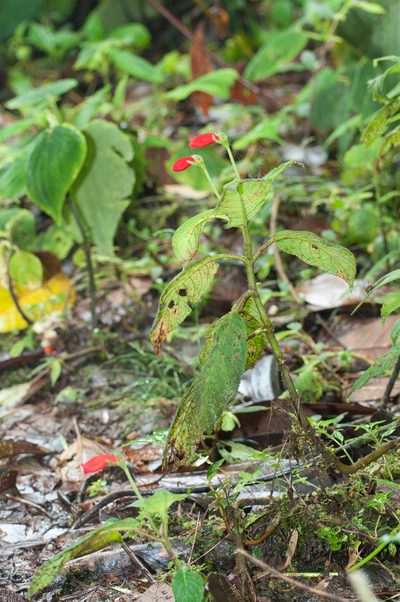 Kohleria inaequalis, photographed by Oscar Marín