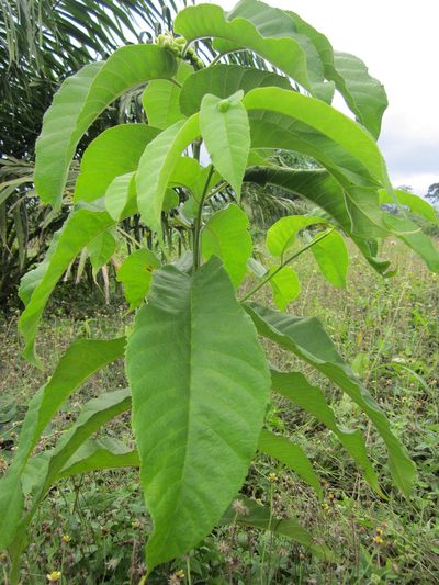 Milicia excelsa, photographed by Sunday Berlioz KAKPO