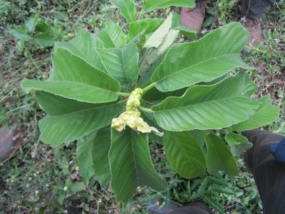 Milicia excelsa, photographed by Sunday Berlioz KAKPO