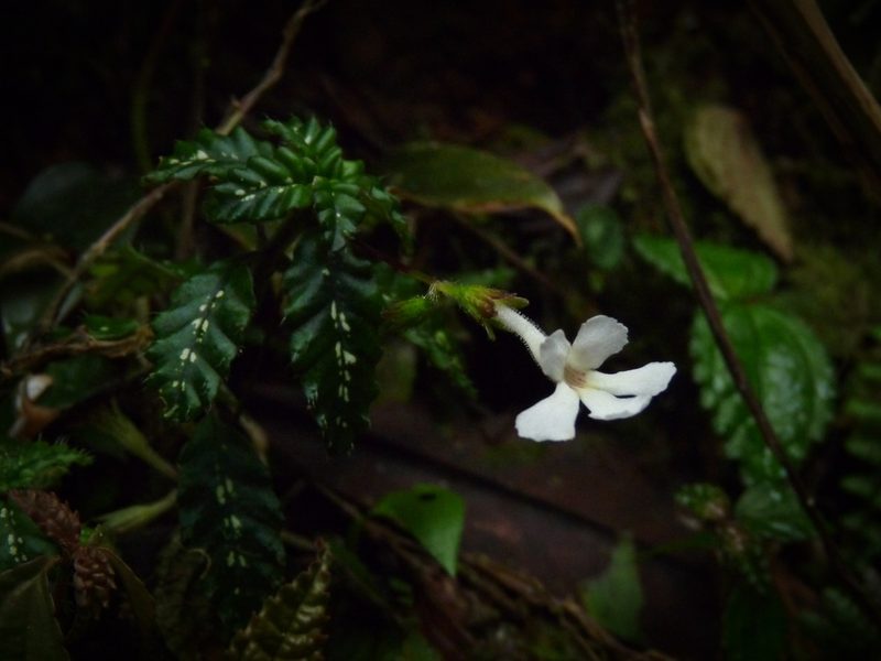Cremosperma muscicola, photographed by Oscar Marín
