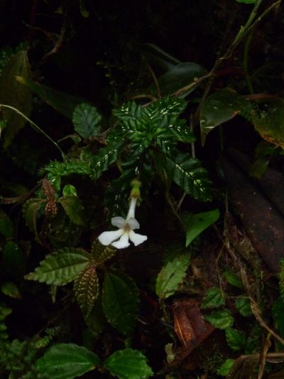 Cremosperma muscicola, photographed by Oscar Marín