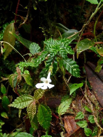 Cremosperma muscicola, photographed by Oscar Marín
