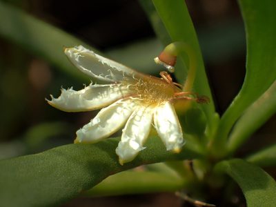 Scaevola hainanensis, photographed by 葉子
