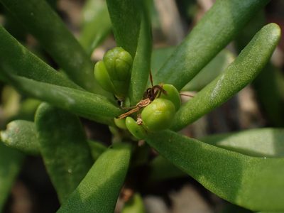 Scaevola hainanensis, photographed by 葉子