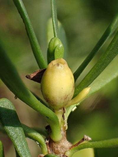 Scaevola hainanensis, photographed by 葉子