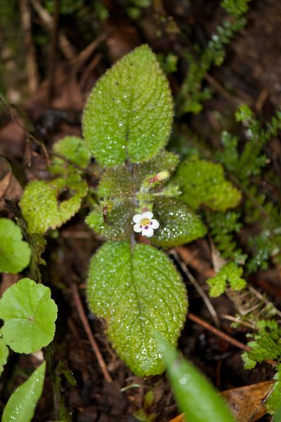 Diastema affine, photographed by Oscar Marín