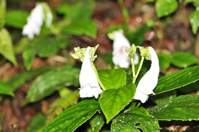 Gasteranthus delphinioides, photographed by Oscar Marín
