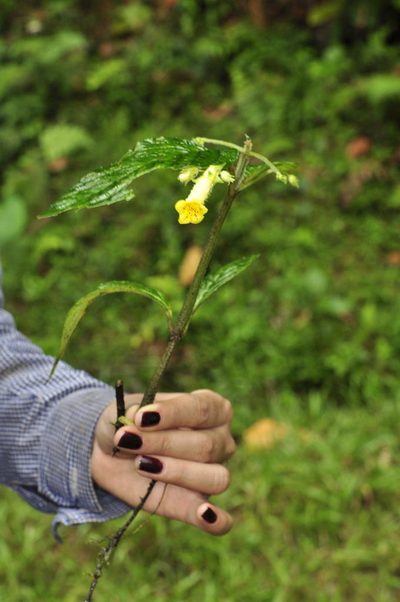 Gasteranthus wendlandianus, photographed by Oscar Marín