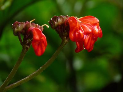 Gasteranthus calcaratus, photographed by Oscar Marín