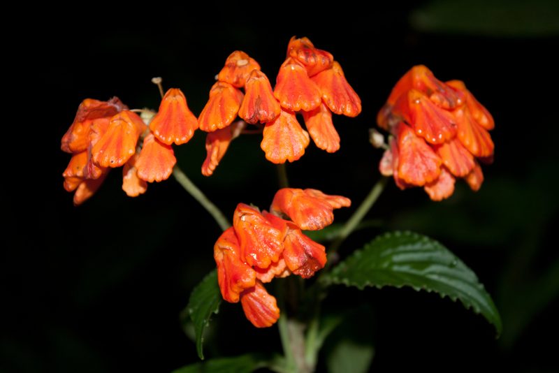 Gasteranthus calcaratus, photographed by Oscar Marín