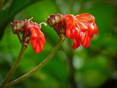 Gasteranthus calcaratus, photographed by Oscar Marín