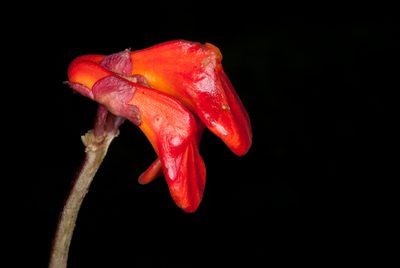 Gasteranthus calcaratus, photographed by Oscar Marín