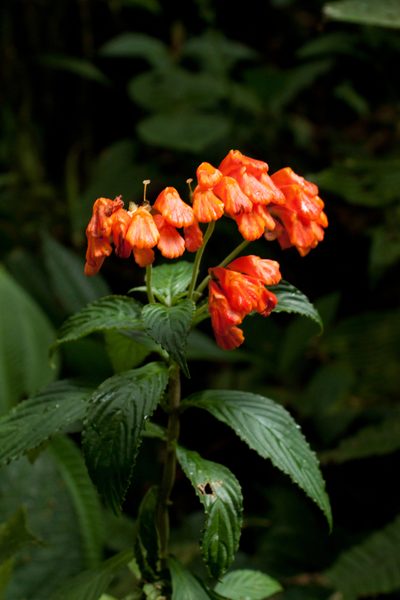 Gasteranthus calcaratus, photographed by Oscar Marín
