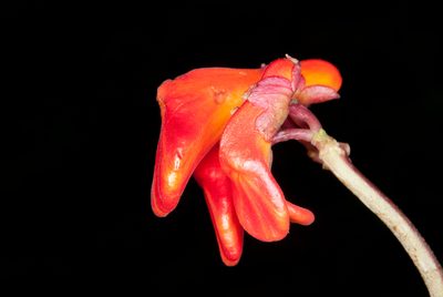 Gasteranthus calcaratus, photographed by Oscar Marín