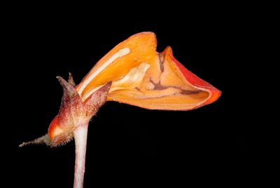 Gasteranthus calcaratus, photographed by Oscar Marín