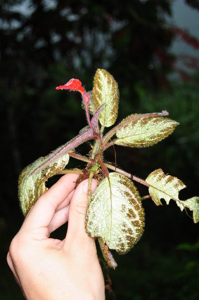 Episcia cupreata, photographed by Oscar Marín