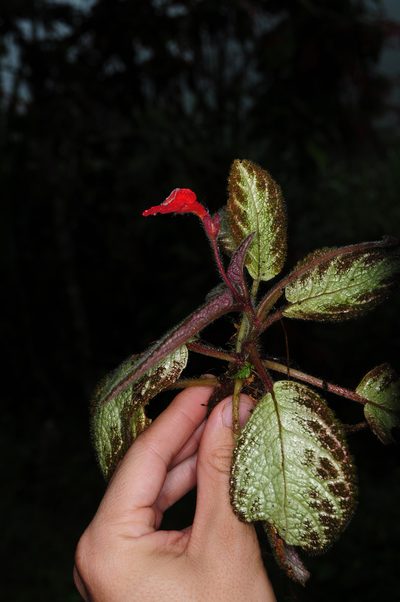 Episcia cupreata, photographed by Oscar Marín
