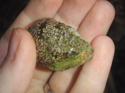 Parinari excelsa, photographed by Carrie Seltzer