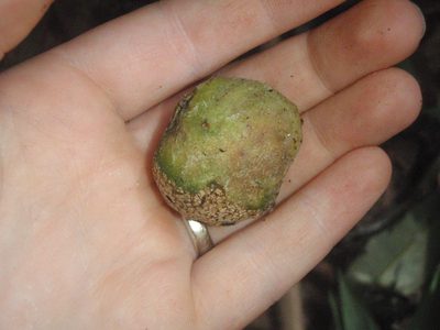 Parinari excelsa, photographed by Carrie Seltzer