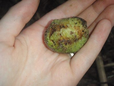 Parinari excelsa, photographed by Carrie Seltzer