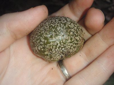 Parinari excelsa, photographed by Carrie Seltzer